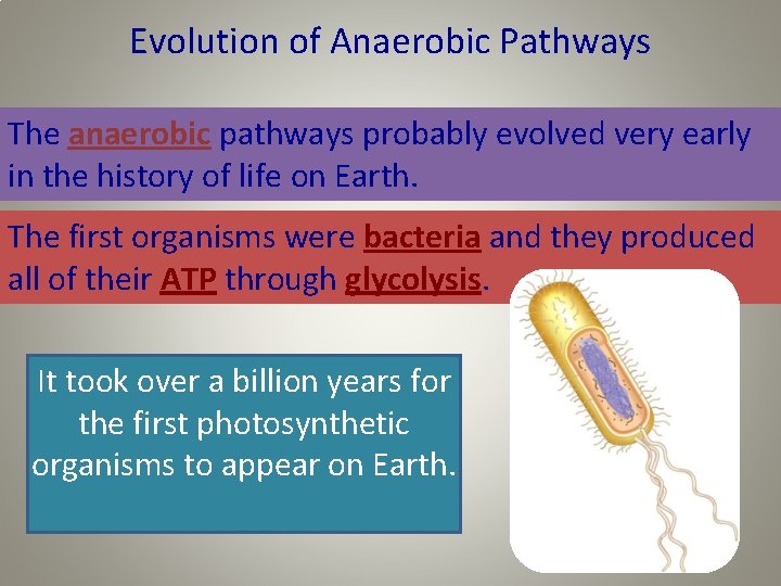 Evolution of Anaerobic Pathways The anaerobic pathways probably evolved very early in the history