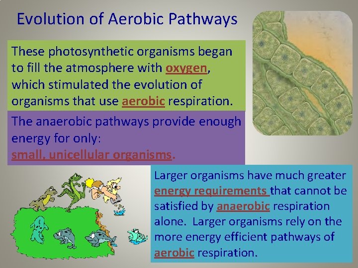 Evolution of Aerobic Pathways These photosynthetic organisms began to fill the atmosphere with oxygen,