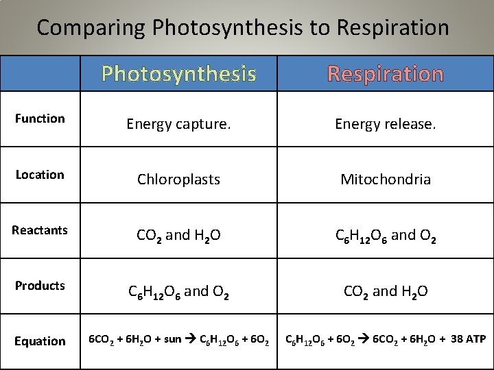 Comparing Photosynthesis to Respiration Photosynthesis Respiration Function Energy capture. Energy release. Location Chloroplasts Mitochondria