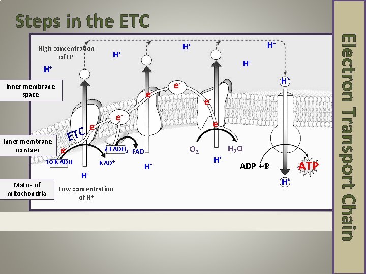 Steps in the ETC H+ H+ H+ Inner membrane space Inner membrane (cristae) e-