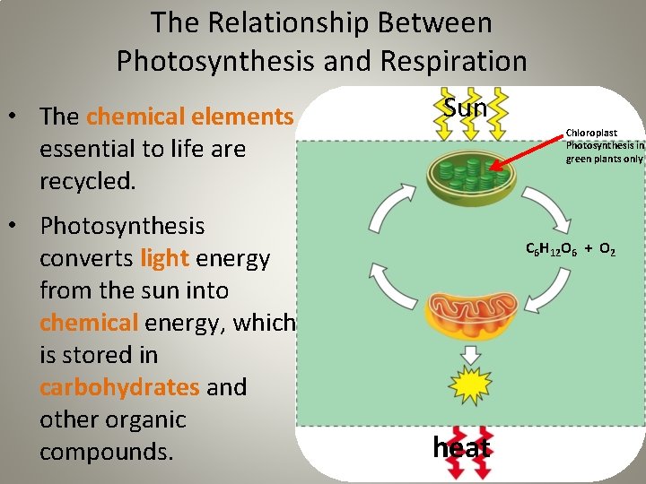 The Relationship Between Photosynthesis and Respiration • The chemical elements essential to life are