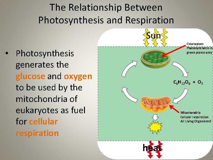 The Relationship Between Photosynthesis and Respiration Sun Chloroplast Photosynthesis in green plants only •