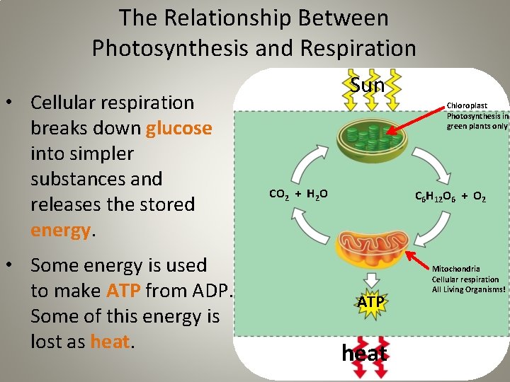 The Relationship Between Photosynthesis and Respiration • Cellular respiration breaks down glucose into simpler