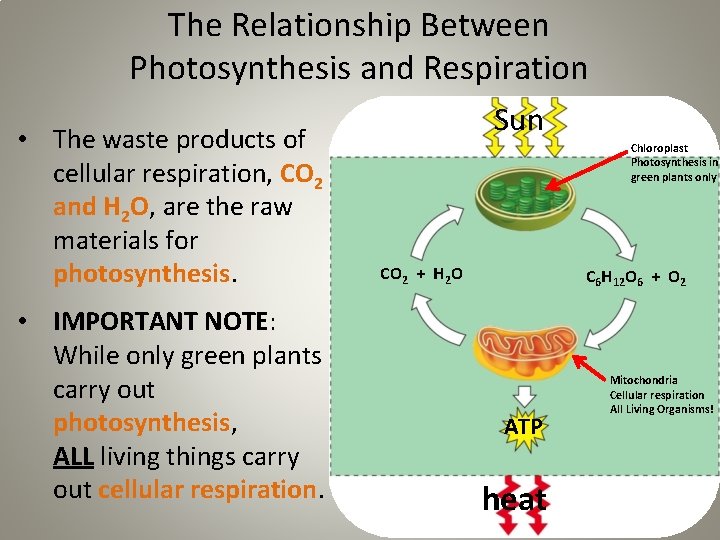 The Relationship Between Photosynthesis and Respiration • The waste products of cellular respiration, CO