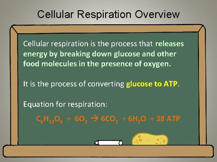 Cellular Respiration Overview Cellular respiration is the process that releases energy by breaking down
