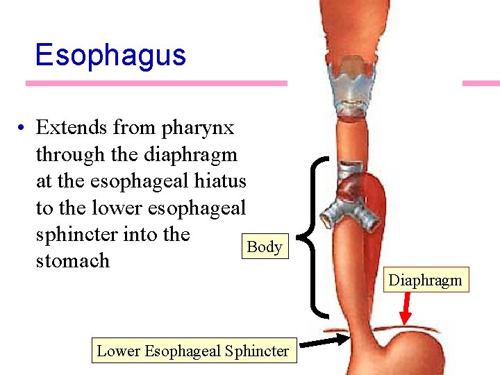 Esophagus • Extends from pharynx through the diaphragm at the esophageal hiatus to the