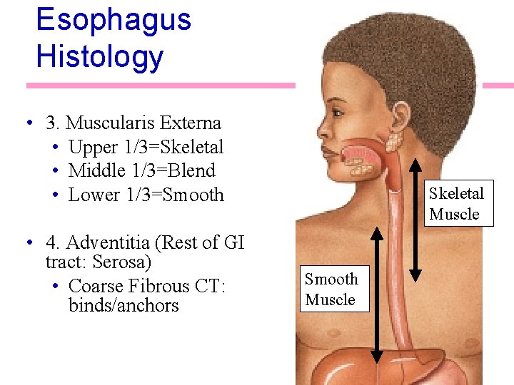 Esophagus Histology • 3. Muscularis Externa • Upper 1/3=Skeletal • Middle 1/3=Blend • Lower