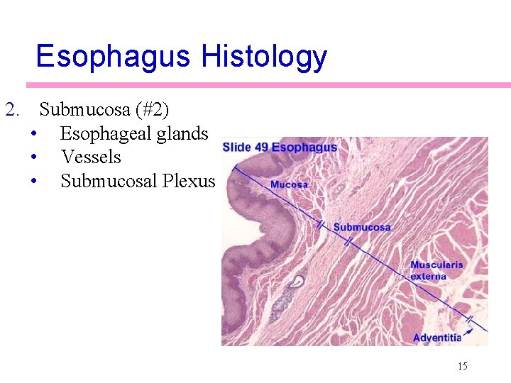 Esophagus Histology 2. Submucosa (#2) • Esophageal glands • Vessels • Submucosal Plexus 15