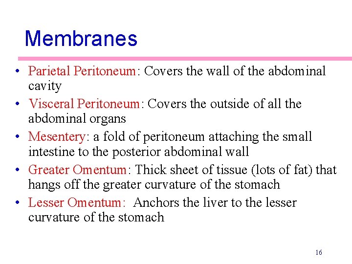 Membranes • Parietal Peritoneum: Covers the wall of the abdominal cavity • Visceral Peritoneum: