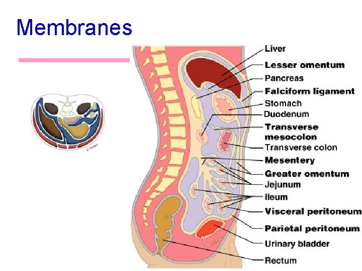 Membranes 17 
