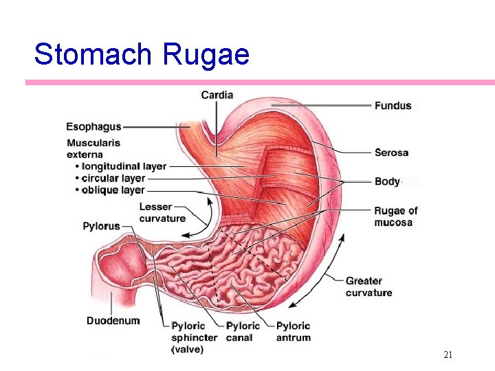 Stomach Rugae 21 