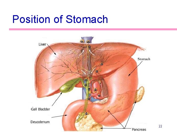 Position of Stomach 22 