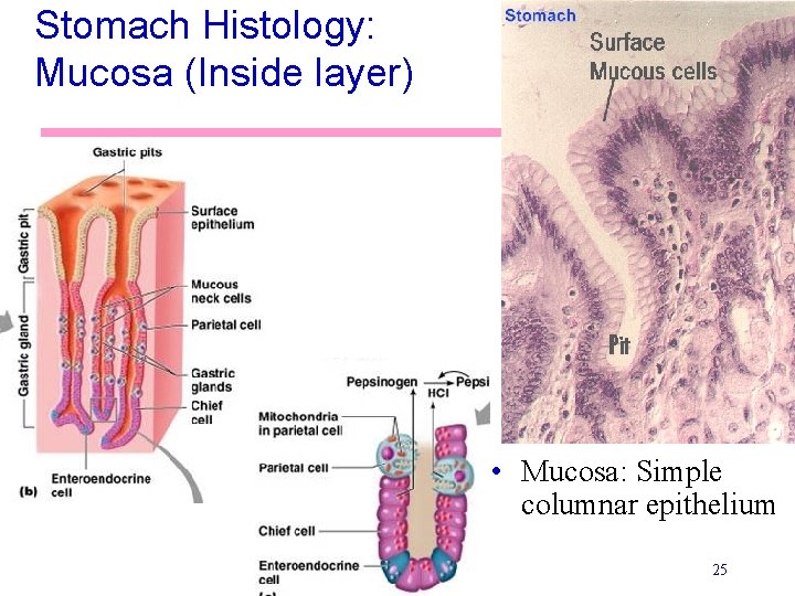 Stomach Histology: Mucosa (Inside layer) • Mucosa: Simple columnar epithelium 25 