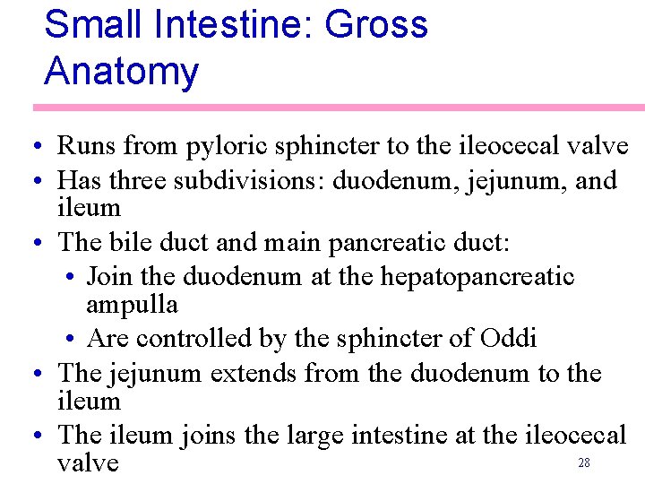 Small Intestine: Gross Anatomy • Runs from pyloric sphincter to the ileocecal valve •