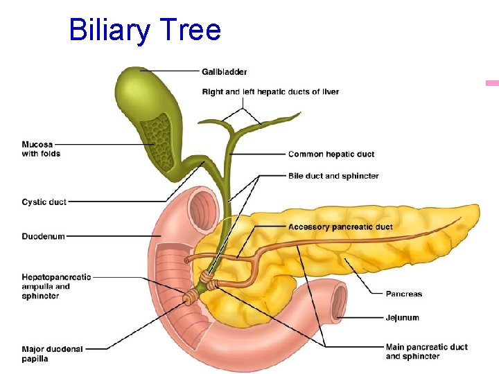 Biliary Tree 29 