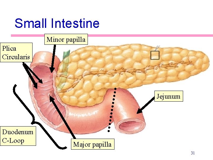 Small Intestine Minor papilla Plica Circularis Jejunum Duodenum C-Loop Major papilla 31 