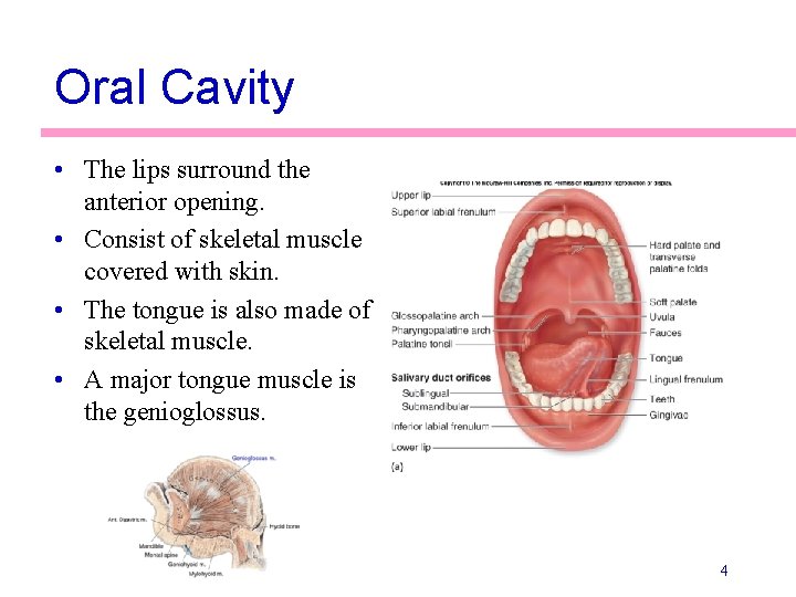 Oral Cavity • The lips surround the anterior opening. • Consist of skeletal muscle