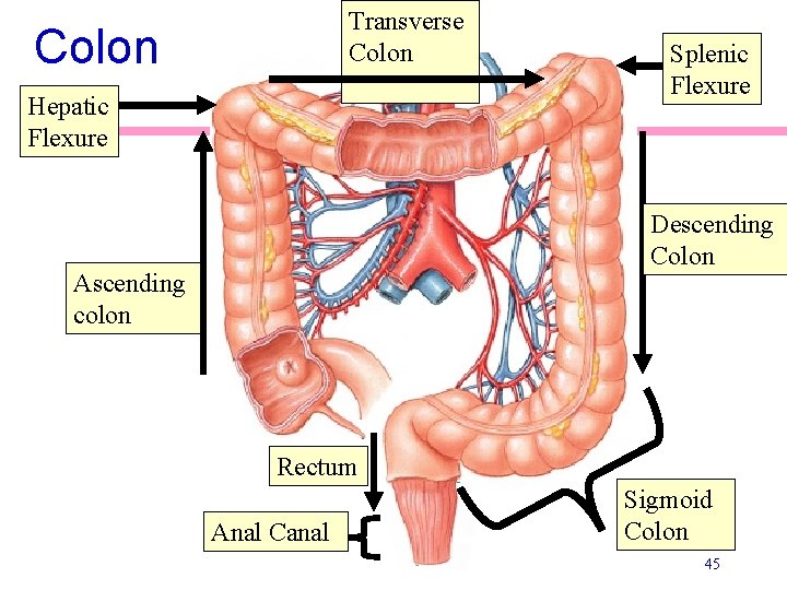 Transverse Colon Hepatic Flexure Splenic Flexure Descending Colon Ascending colon Rectum Anal Canal Sigmoid