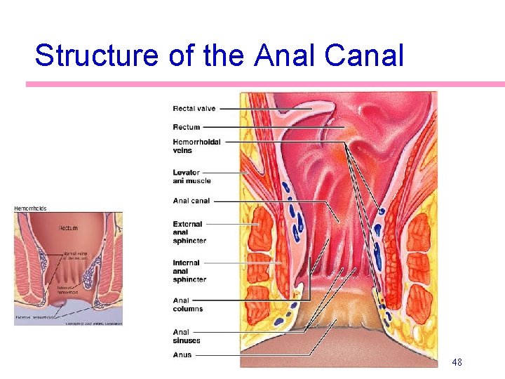 Structure of the Anal Canal 48 