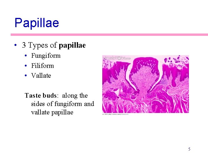 Papillae • 3 Types of papillae • Fungiform • Filiform • Vallate Taste buds: