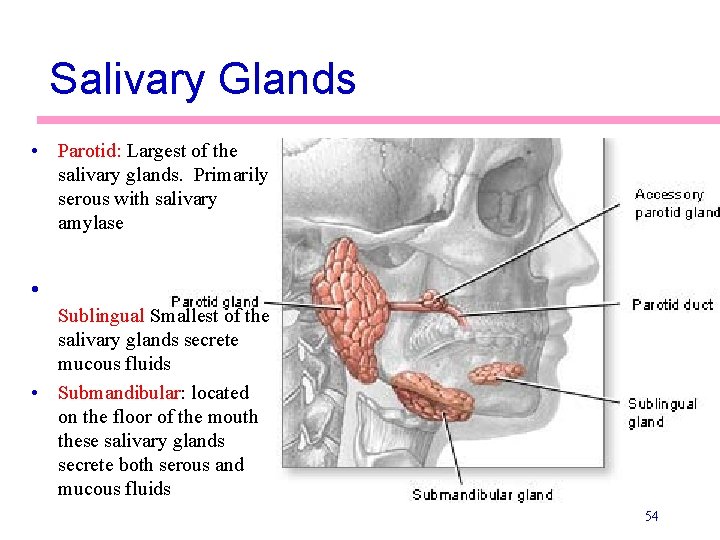 Salivary Glands • Parotid: Largest of the salivary glands. Primarily serous with salivary amylase