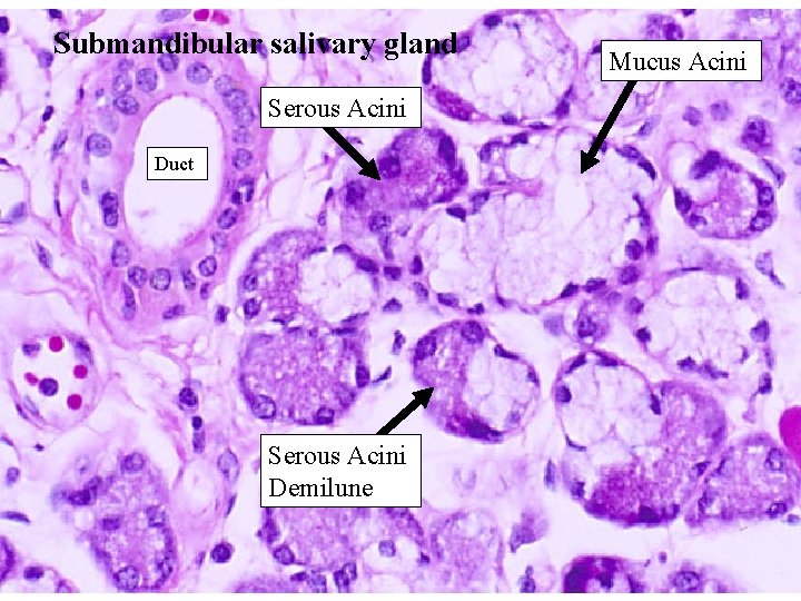 Submandibular salivary gland Mucus Acini Serous Acini Duct Serous Acini Demilune 55 