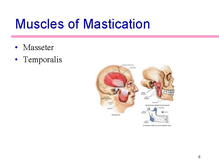 Muscles of Mastication • Masseter • Temporalis 6 