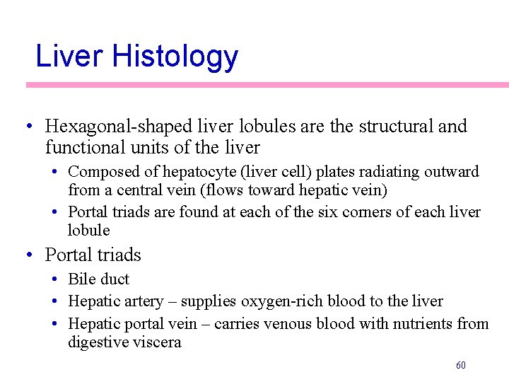 Liver Histology • Hexagonal-shaped liver lobules are the structural and functional units of the
