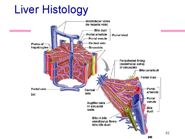 Liver Histology 62 