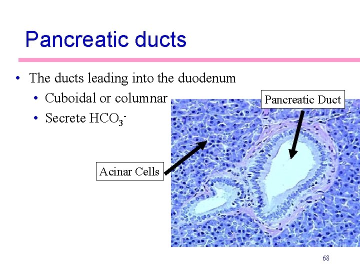 Pancreatic ducts • The ducts leading into the duodenum • Cuboidal or columnar •