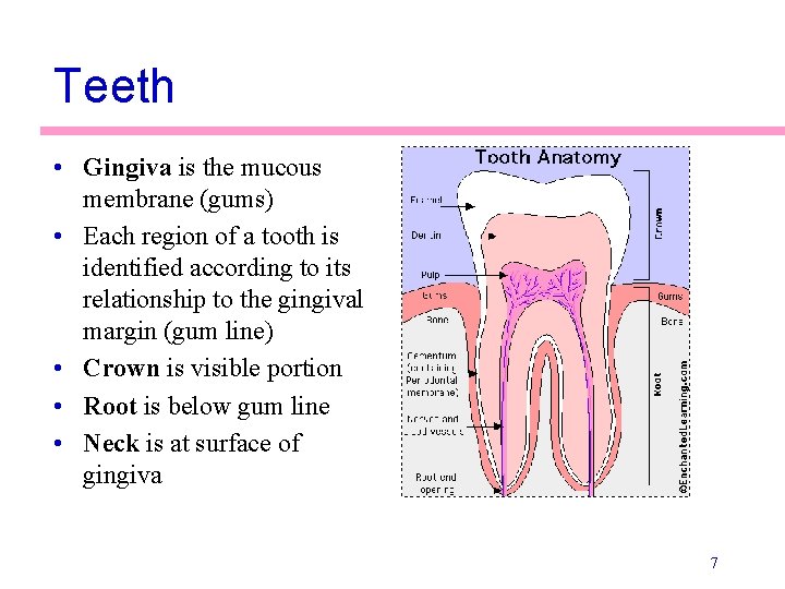 Teeth • Gingiva is the mucous membrane (gums) • Each region of a tooth