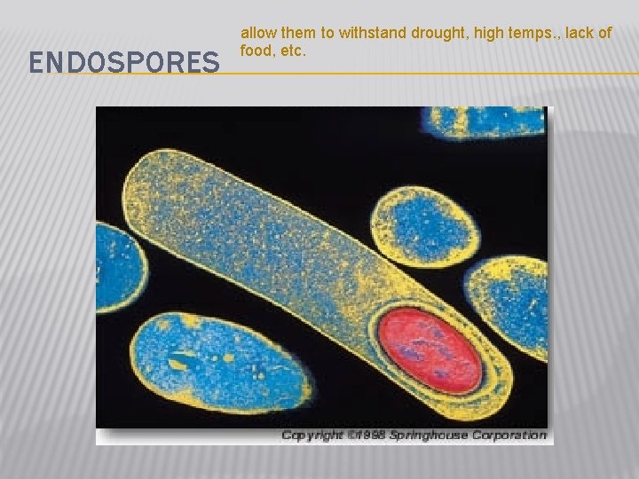ENDOSPORES allow them to withstand drought, high temps. , lack of food, etc. 