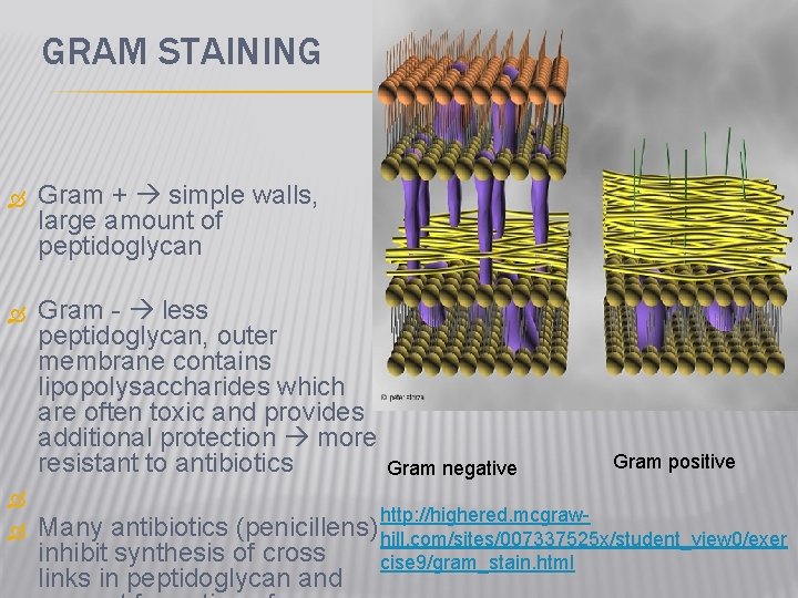 GRAM STAINING Gram + simple walls, large amount of peptidoglycan Gram - less peptidoglycan,