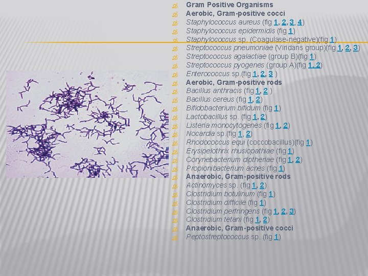  Gram Positive Organisms Aerobic, Gram-positive cocci Staphylococcus aureus (fig 1, 2, 3, 4)