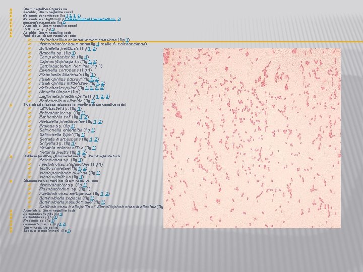  Gram Negative Organisms Aerobic, Gram-negative cocci Neisseria gonorrhoeae (fig 1, 2, 3, 4)