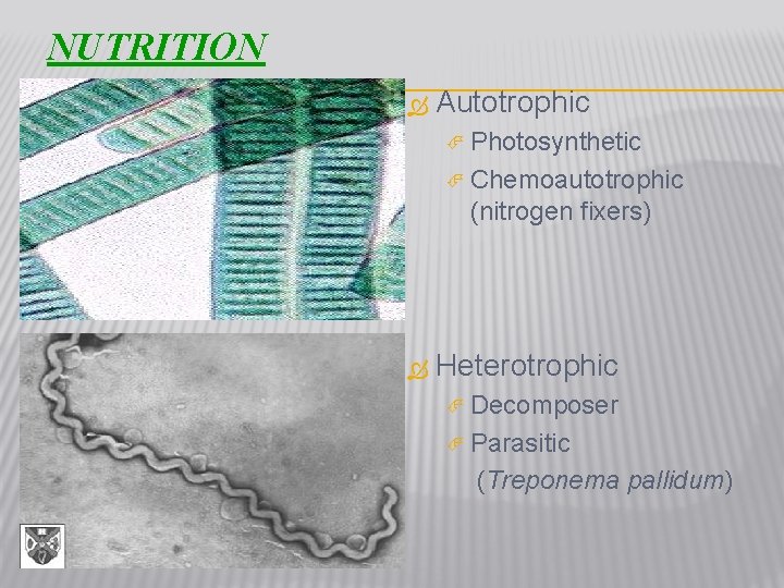 NUTRITION Autotrophic Photosynthetic Chemoautotrophic (nitrogen fixers) Heterotrophic Decomposer Parasitic (Treponema pallidum) 