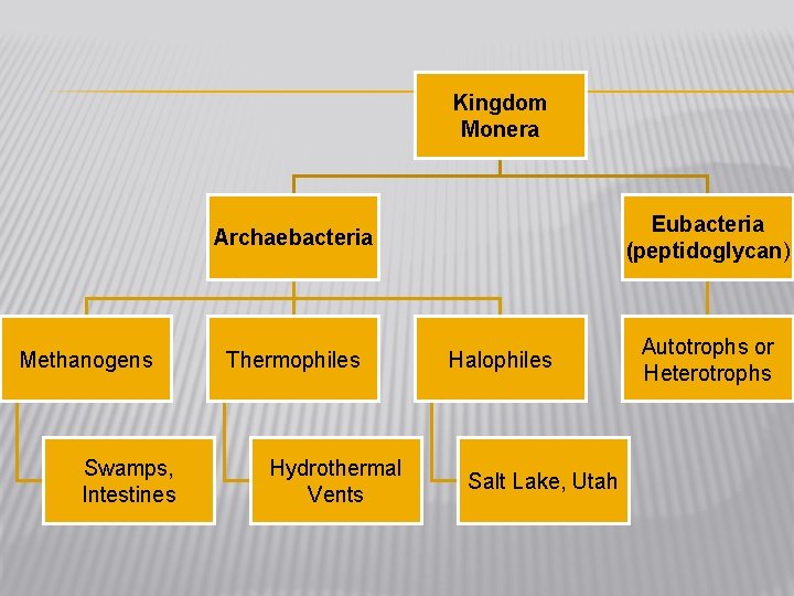 Kingdom Monera Eubacteria (peptidoglycan) Archaebacteria Methanogens Swamps, Intestines Thermophiles Hydrothermal Vents Halophiles Salt Lake,