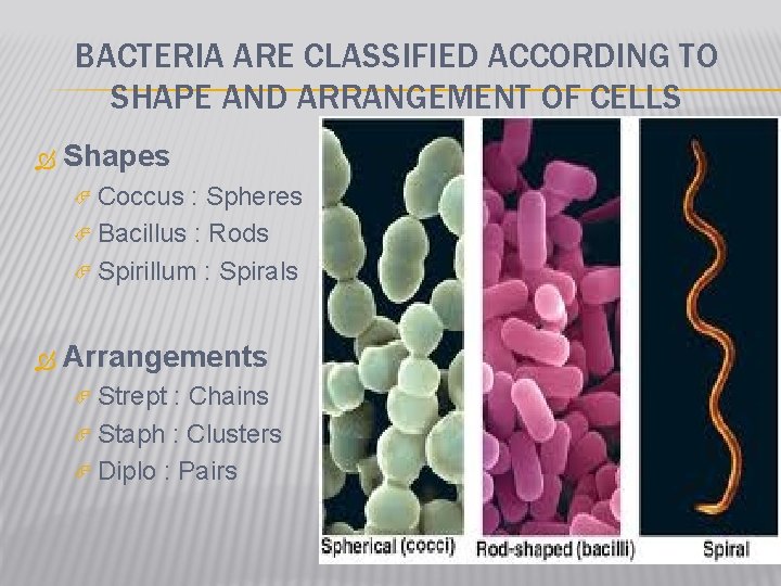 BACTERIA ARE CLASSIFIED ACCORDING TO SHAPE AND ARRANGEMENT OF CELLS Shapes Coccus : Spheres