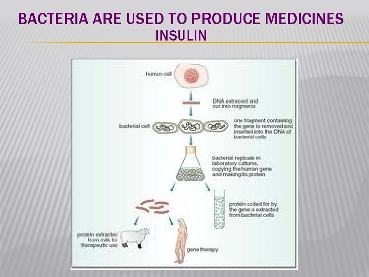 BACTERIA ARE USED TO PRODUCE MEDICINES INSULIN 