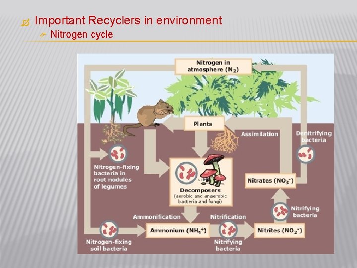  Important Recyclers in environment Nitrogen cycle 