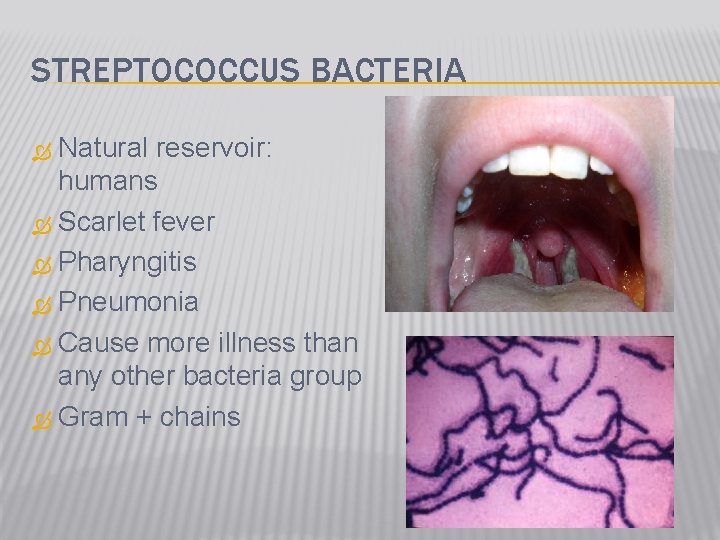 STREPTOCOCCUS BACTERIA Natural reservoir: humans Scarlet fever Pharyngitis Pneumonia Cause more illness than any