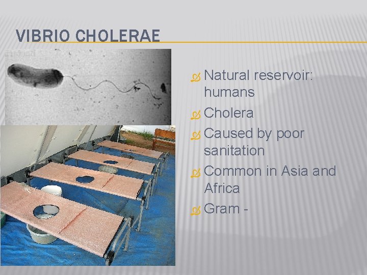 VIBRIO CHOLERAE Natural reservoir: humans Cholera Caused by poor sanitation Common in Asia and