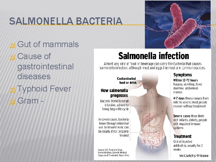 SALMONELLA BACTERIA Gut of mammals Cause of gastrointestinal diseases Typhoid Fever Gram 