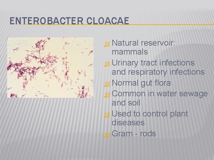 ENTEROBACTER CLOACAE Natural reservoir: mammals Urinary tract infections and respiratory infections Normal gut flora
