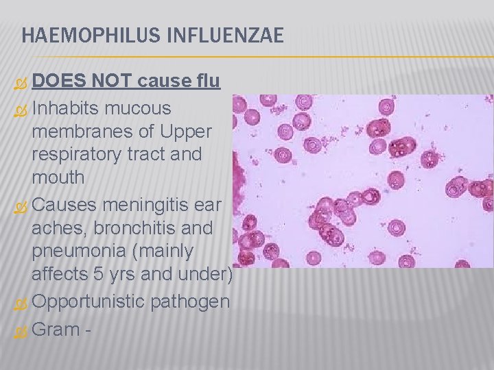HAEMOPHILUS INFLUENZAE DOES NOT cause flu Inhabits mucous membranes of Upper respiratory tract and