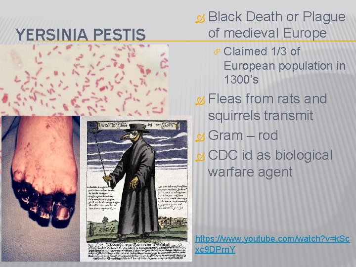  YERSINIA PESTIS Black Death or Plague of medieval Europe Claimed 1/3 of European