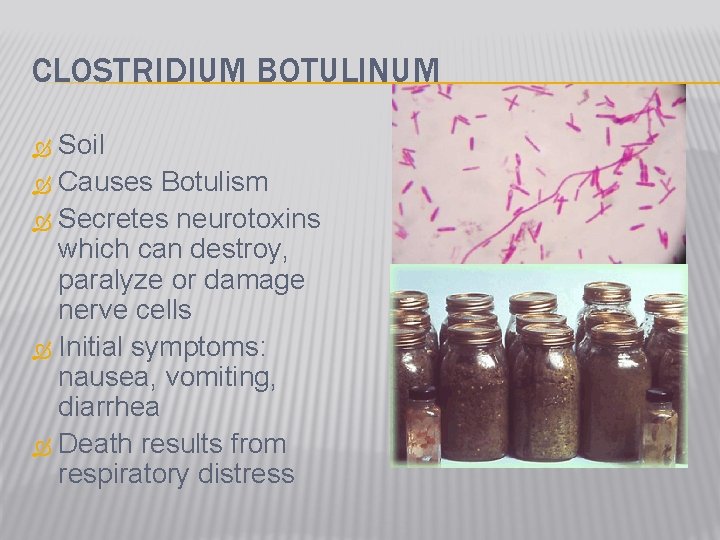 CLOSTRIDIUM BOTULINUM Soil Causes Botulism Secretes neurotoxins which can destroy, paralyze or damage nerve