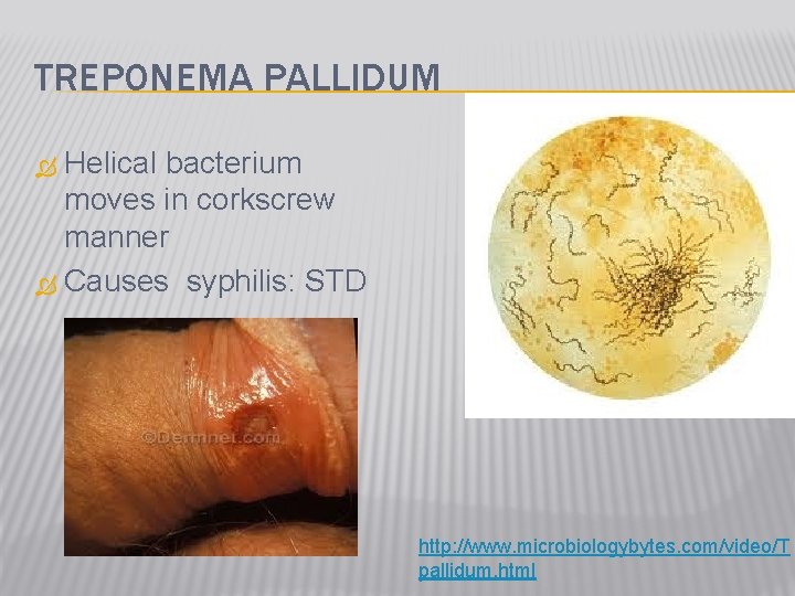 TREPONEMA PALLIDUM Helical bacterium moves in corkscrew manner Causes syphilis: STD http: //www. microbiologybytes.