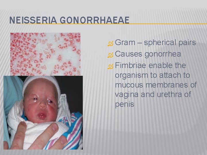 NEISSERIA GONORRHAEAE Gram – spherical pairs Causes gonorrhea Fimbriae enable the organism to attach