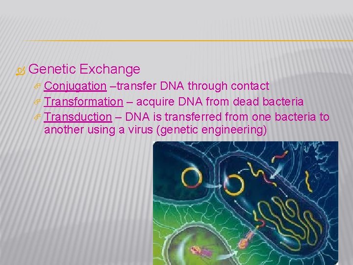  Genetic Exchange Conjugation –transfer DNA through contact Transformation – acquire DNA from dead
